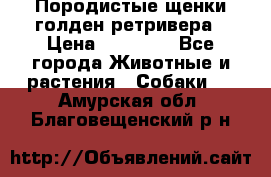 Породистые щенки голден ретривера › Цена ­ 25 000 - Все города Животные и растения » Собаки   . Амурская обл.,Благовещенский р-н